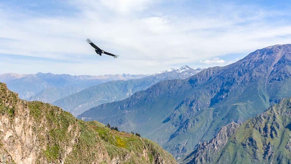 Ein Vogel fliegt über eine gebirgige Landschaft. 5