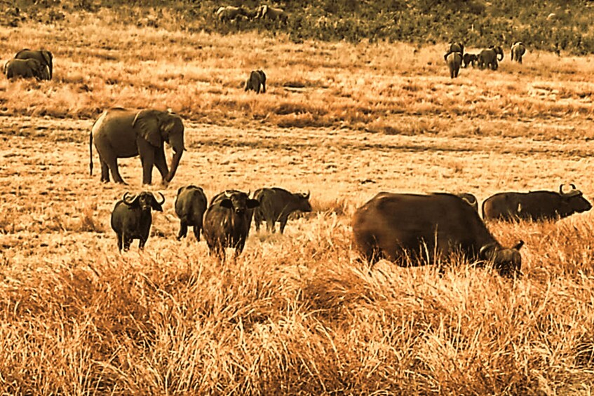 A herd of elephants and cattle in a dry grassland. 3