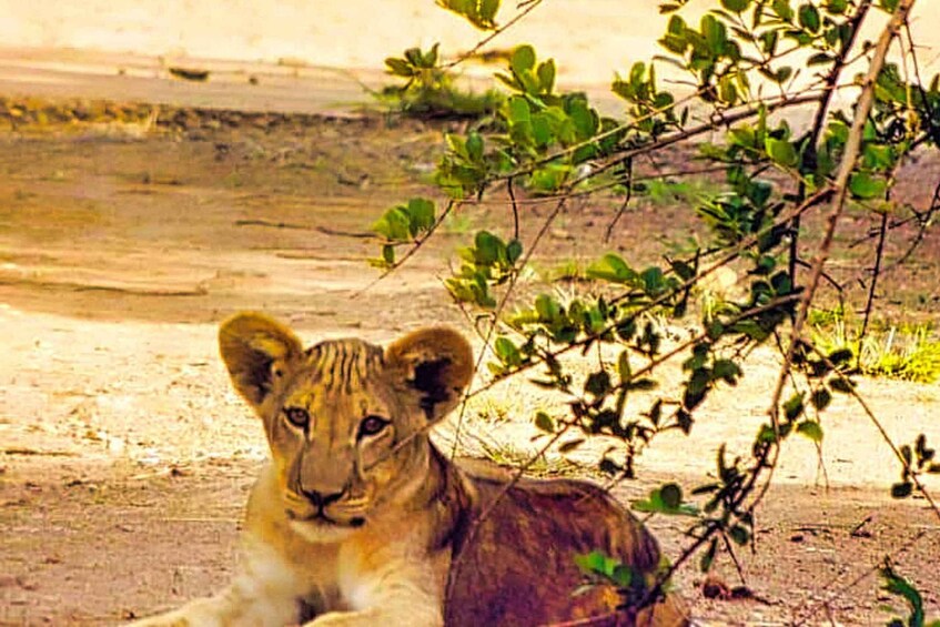A lion cub lying on the ground with a bush in the background. 5