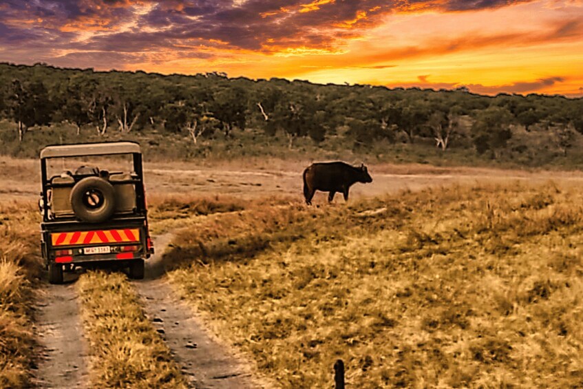 A vehicle on a dirt path with a cow in a grassy field and a sunset in the background. 4