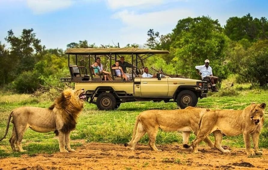 A safari vehicle with people observing lions in a grassy savannah. 2