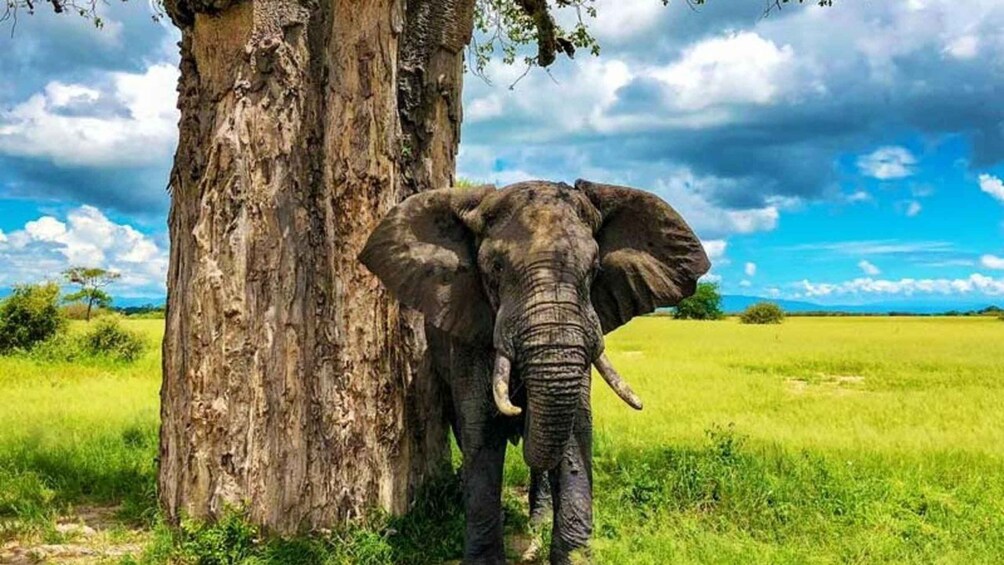 An elephant standing next to a tree in a grassy field. 1