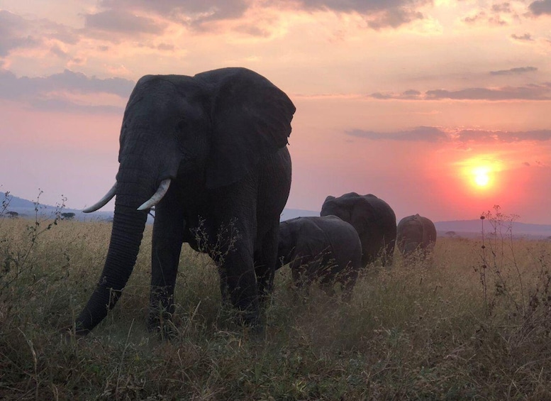 Elephants walking in a field during sunset. 4
