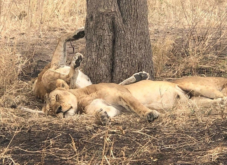Lions resting under a tree in a dry grassland. 5