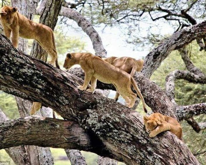 A group of lions on a tree branch in a natural setting. 3