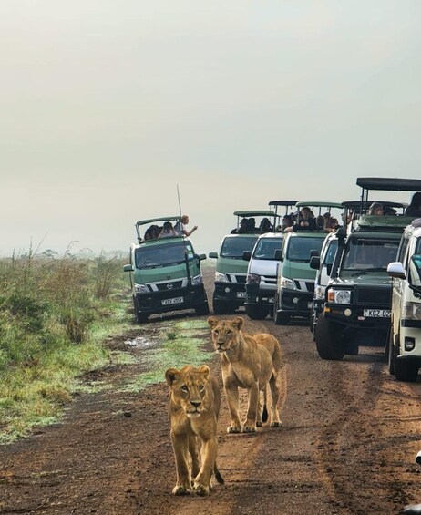 Un vehículo safari con pasajeros observando a dos leones en un camino de tierra. 1