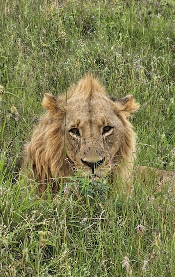 Un león descansando en hierba alta. 3