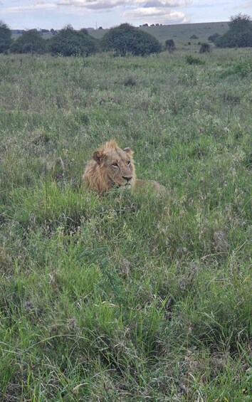 Un león descansando en un campo cubierto de hierba, con árboles y un cielo nublado al fondo. 5