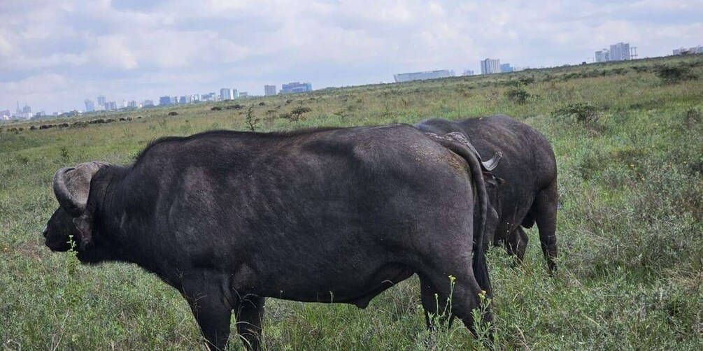 Dos búfalos negros pastan en un campo de hierba, con el perfil urbano de una ciudad al fondo. 4