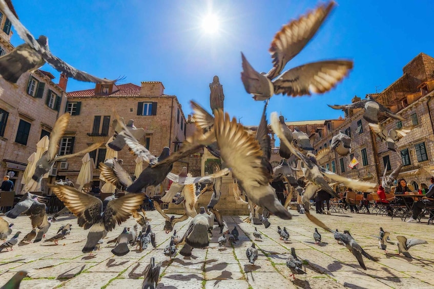 Pigeons flying in an open square with buildings in the background. 2