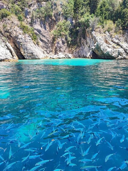 A clear blue sea with a rocky coastline and dense green vegetation. 1