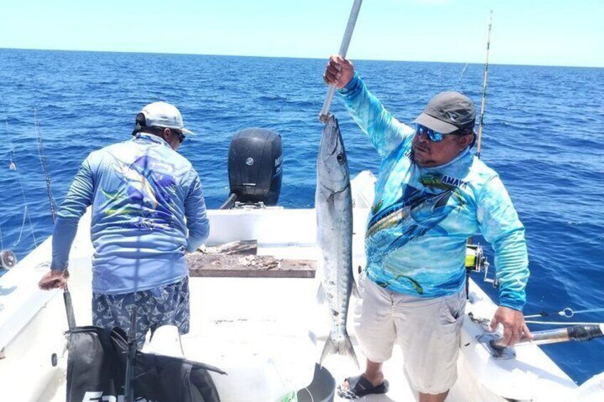 barracuda 3