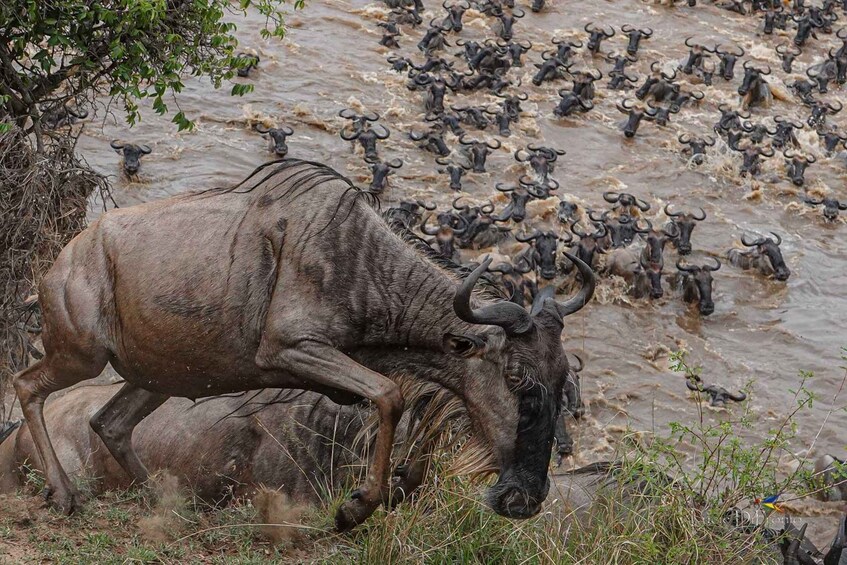 Picture 2 for Activity Arusha: 5-Day Serengeti & Ngorongoro Crater in Rest house 3