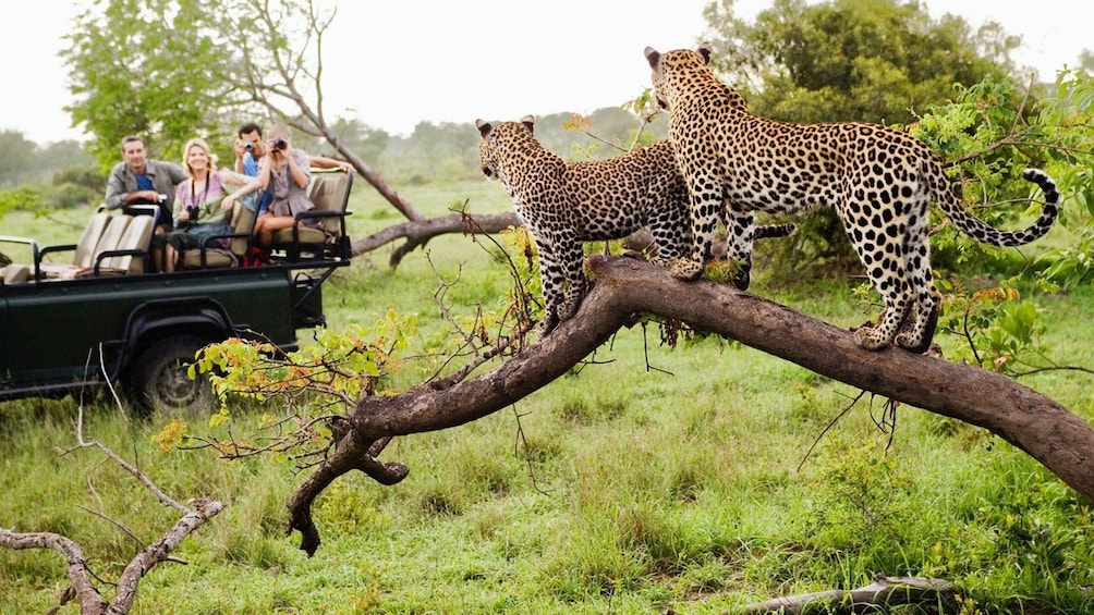 Picture 1 for Activity Arusha: 5-Day Serengeti & Ngorongoro Crater in Rest house 2