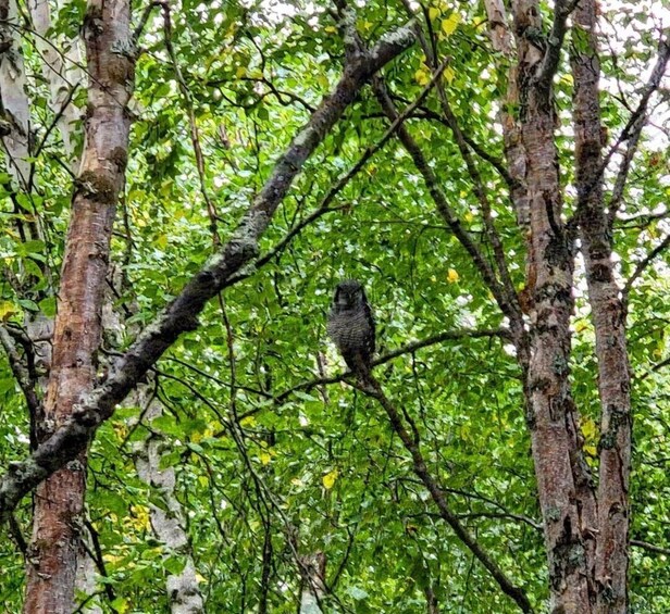 A bird perched on a tree branch in a dense forest. 5