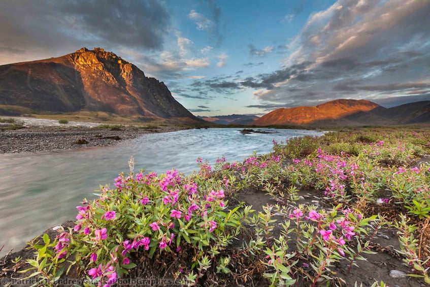 A river flowing through a mountainous landscape with pink flowers in the foreground. 1