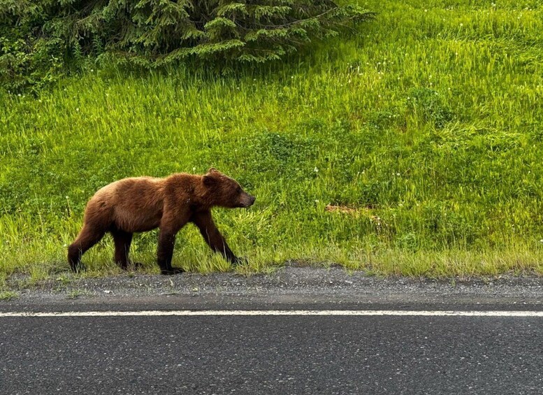 A brown bear walking along a road in a grassy area. 3