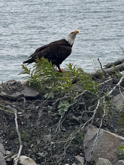 A bald eagle perched on rocky terrain near a body of water. 2
