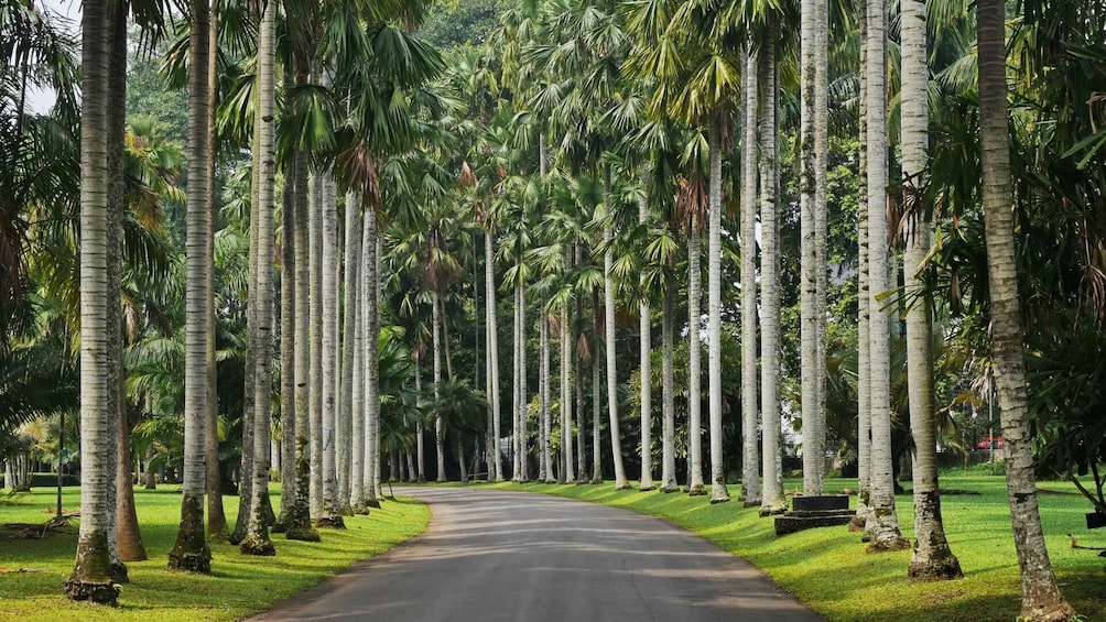 BANDUNG TO JAKARTA: Tea Plantation and Botanical Garden Tour 1