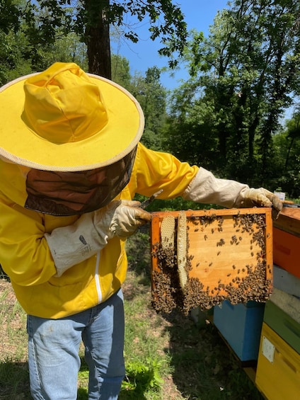 A beekeeper in yellow protective clothing inspecting a beehive. 1