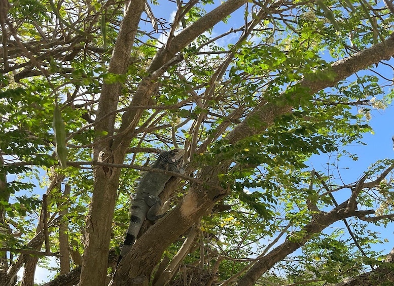 A tree with a large snake coiled around a branch. 4