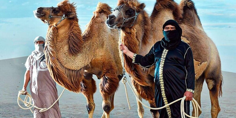 Three camels with riders on a sandy terrain. 4
