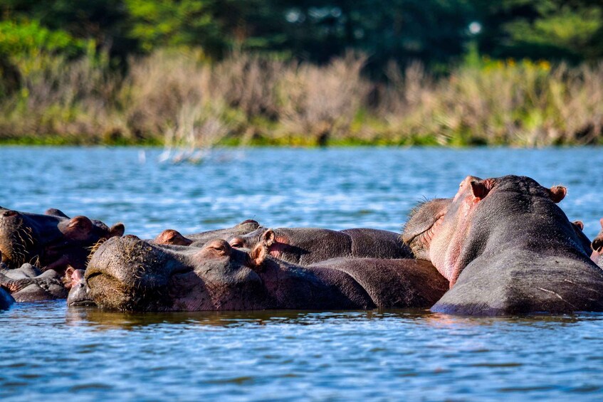 Saadani National Park Day Trip with Boat Safaris 1