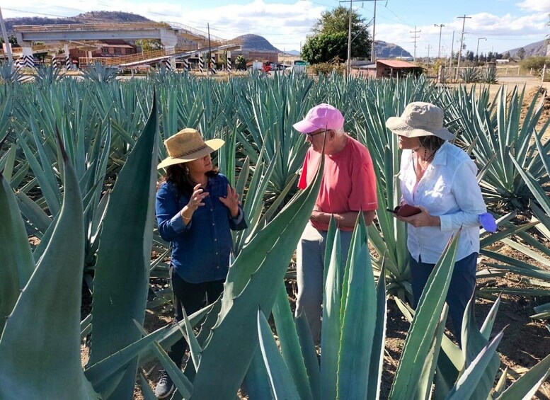 Three people standing among agave plants in a field with buildings and mountains in the background. 4