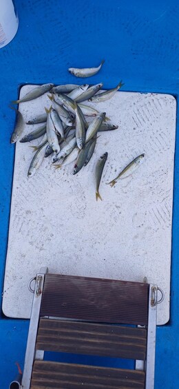 Picture 2 for Activity Larnaca: Private Fishing - Traditional Explorer N Vessel 3