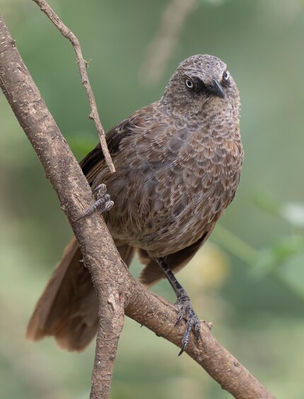 A bird perched on a branch. 3