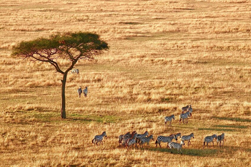 Zebras grazing in a field with a single tree. 1