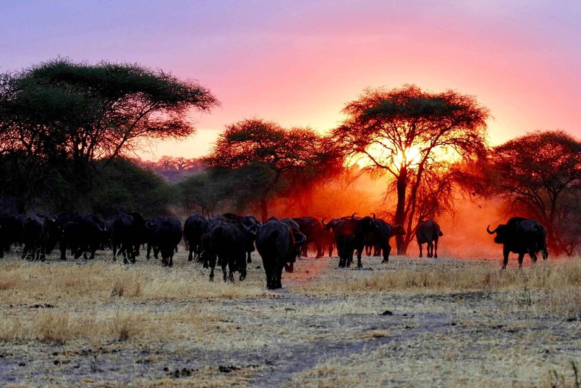 A herd of elephants and buffaloes in a savannah landscape at sunset. 2