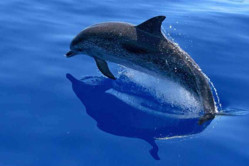 Picture 5 for Activity La Palma: Wildlife Viewing and Cumbre Vieja Boat Tour 2