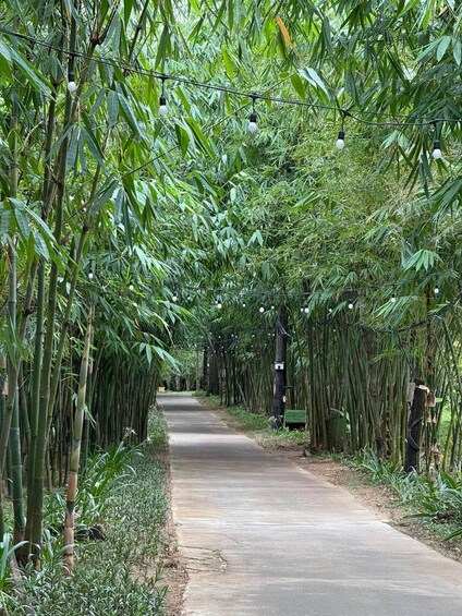 A pathway lined with bamboo trees and illuminated by hanging light bulbs. 2