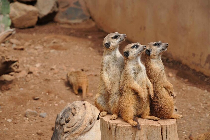 Three meerkats sitting on a wooden stump in a sandy enclosure. 5