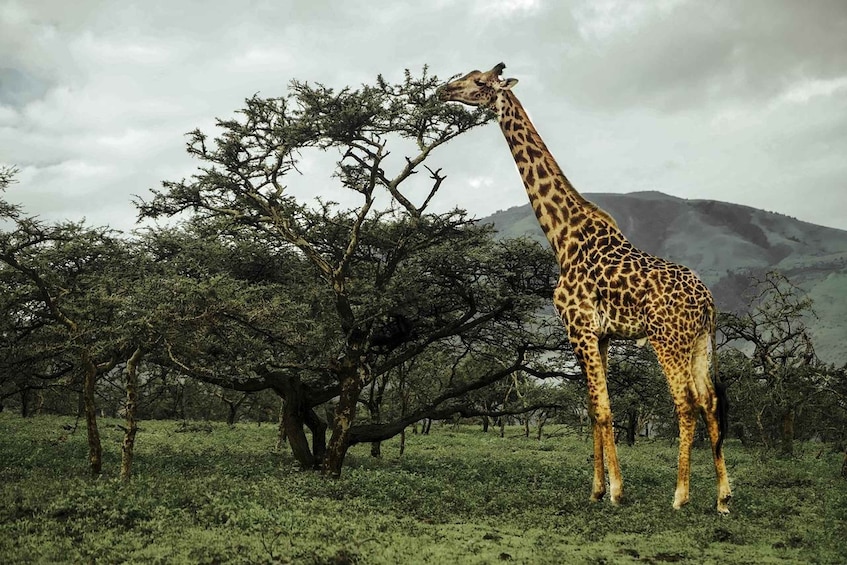 A giraffe standing in a grassy field with trees and mountains in the background. 1