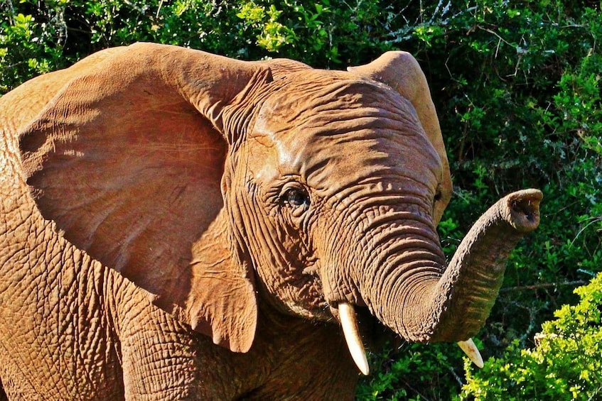 An elephant with large ears and tusks in a natural setting with dense foliage. 4