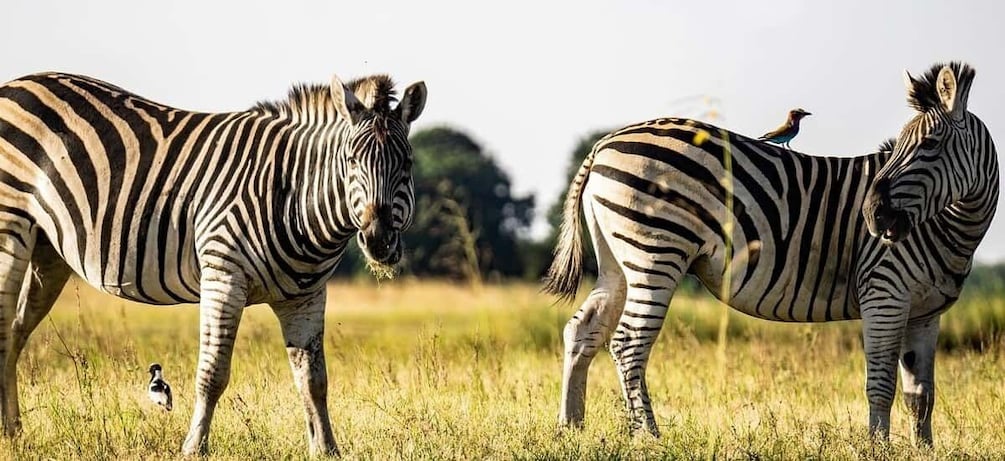 Two zebras in a grassy field with a bird perched on one zebra. 2