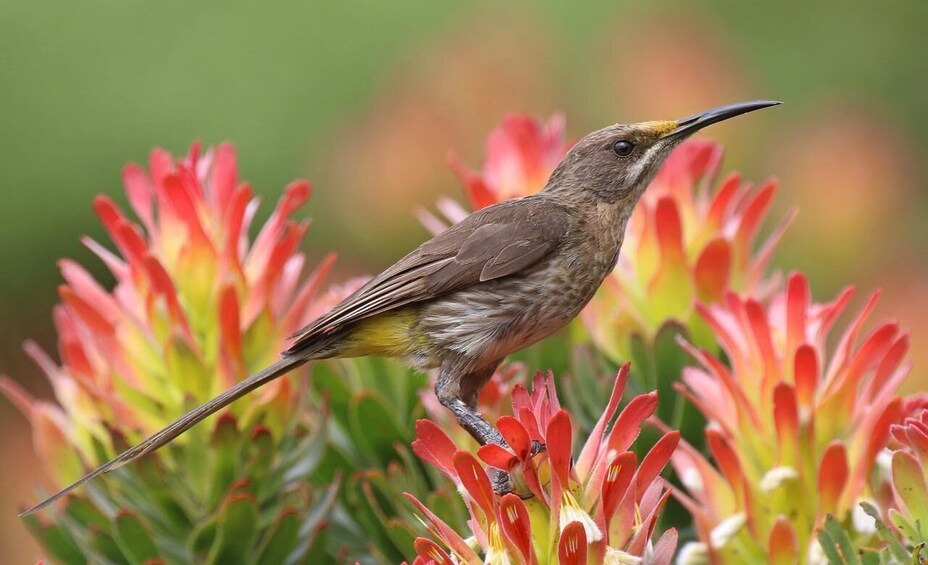 A bird perched on red flowers. 3