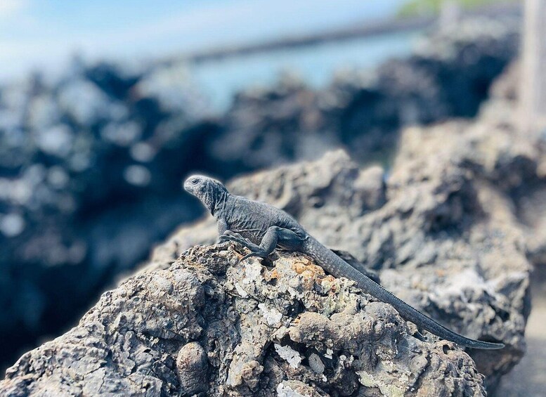A lizard on a rocky surface. 5
