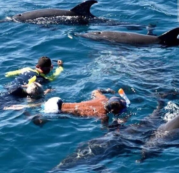 A group of people snorkeling with dolphins in the ocean. 4