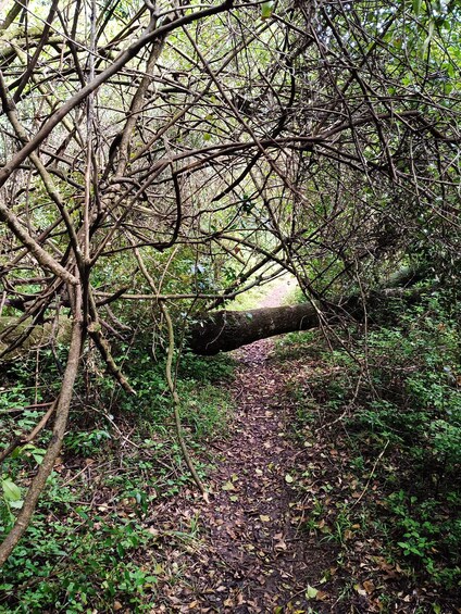 A forest path with dense underbrush and a fallen tree blocking the way. 2