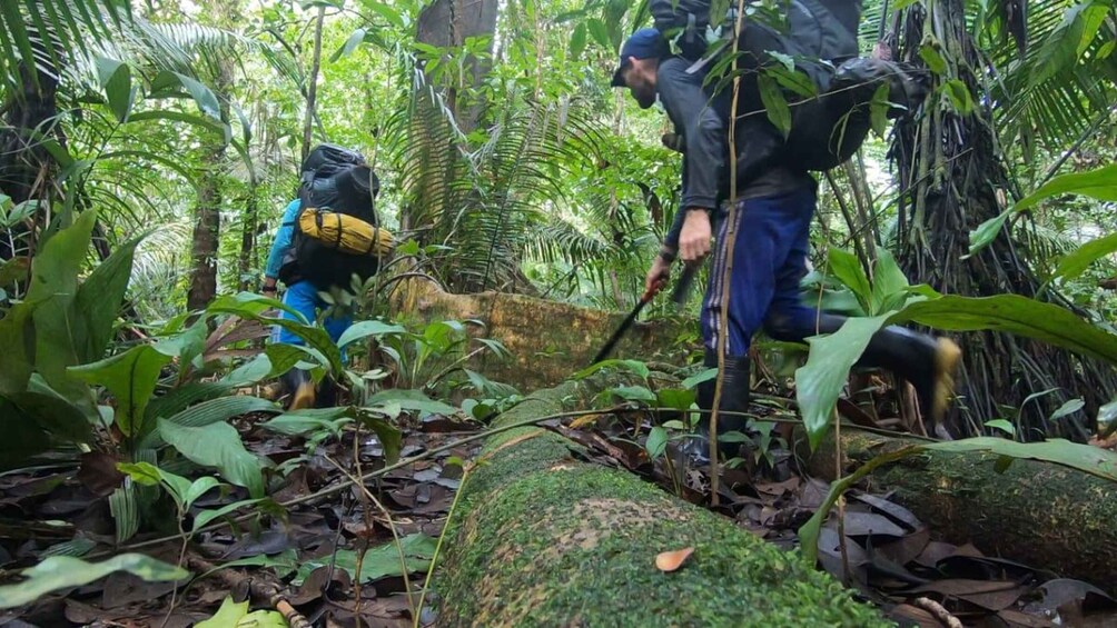 Two people hiking in a dense forest with large green leaves and a moss-covered rock. 2