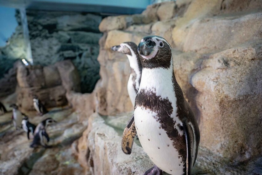 A penguin standing on rocks in a zoo enclosure. 2
