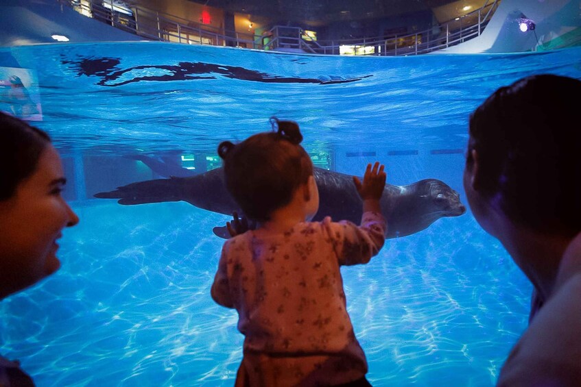 A child reaching out towards a sea lion in an aquarium. 5