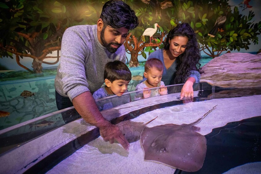 A family observing a stingray in an aquarium. 1
