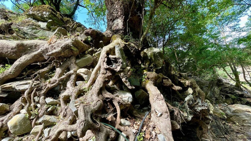 A large tree with extensive root system and surrounding rocks. 2