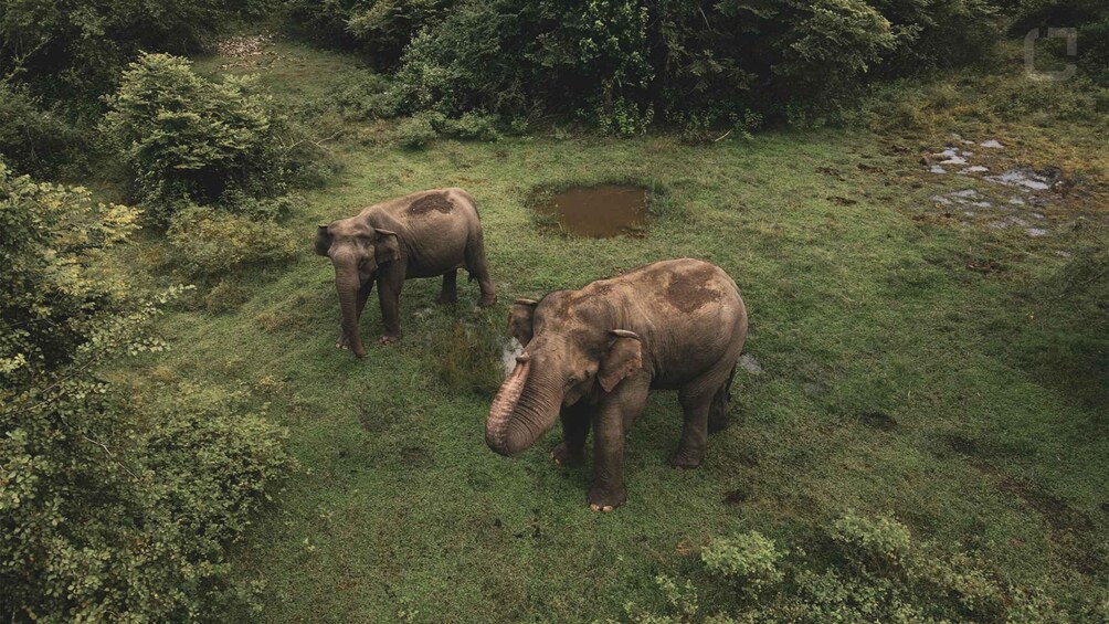 Two elephants in a grassy area with dense foliage and a small water body. 5