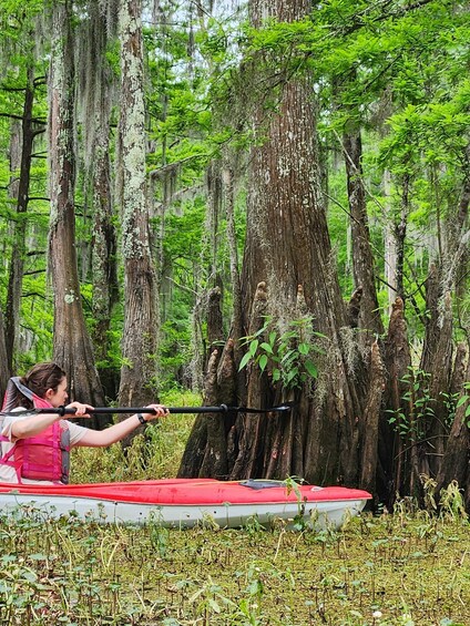 Picture 9 for Activity Baton Rouge: Kayak Tour Through the Historic Cypress Forest 3