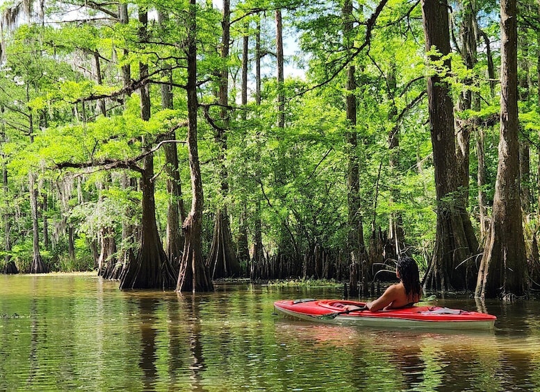 Baton Rouge: Kayak Tour Through the Historic Cypress Forest 1